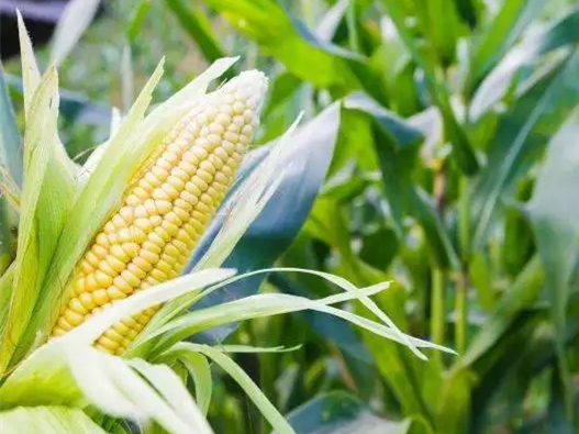 感恩農(nóng)民，珍惜糧食