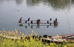 春色三月，醉美江西