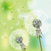 你若盛開，清風(fēng)自來(lái)