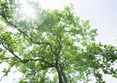 學(xué)會(huì)放棄，勇于擔(dān)當(dāng)