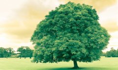 逆風(fēng)若解意健康莫摧殘