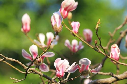 一年之計(jì)在于春，擼起袖子加油干