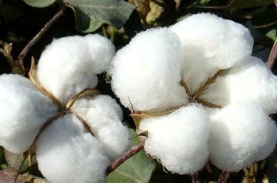 度之往事，驗之來事——我與新疆棉的故事