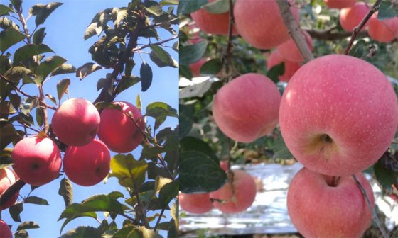 臨臨高速專(zhuān)題：美麗的沂源紅