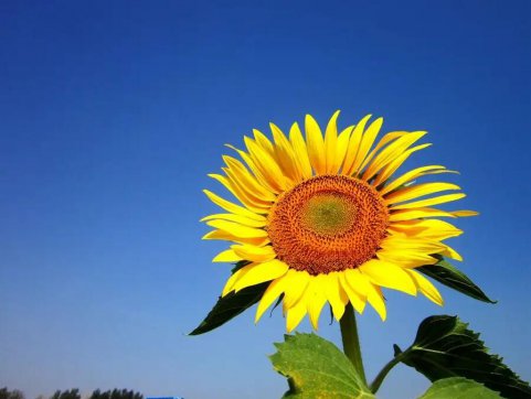 齊心抗疫 靜待花開(kāi)