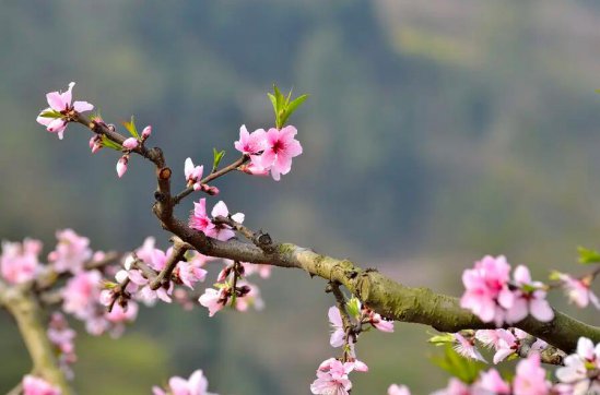 這個(gè)春天，有疫更有情